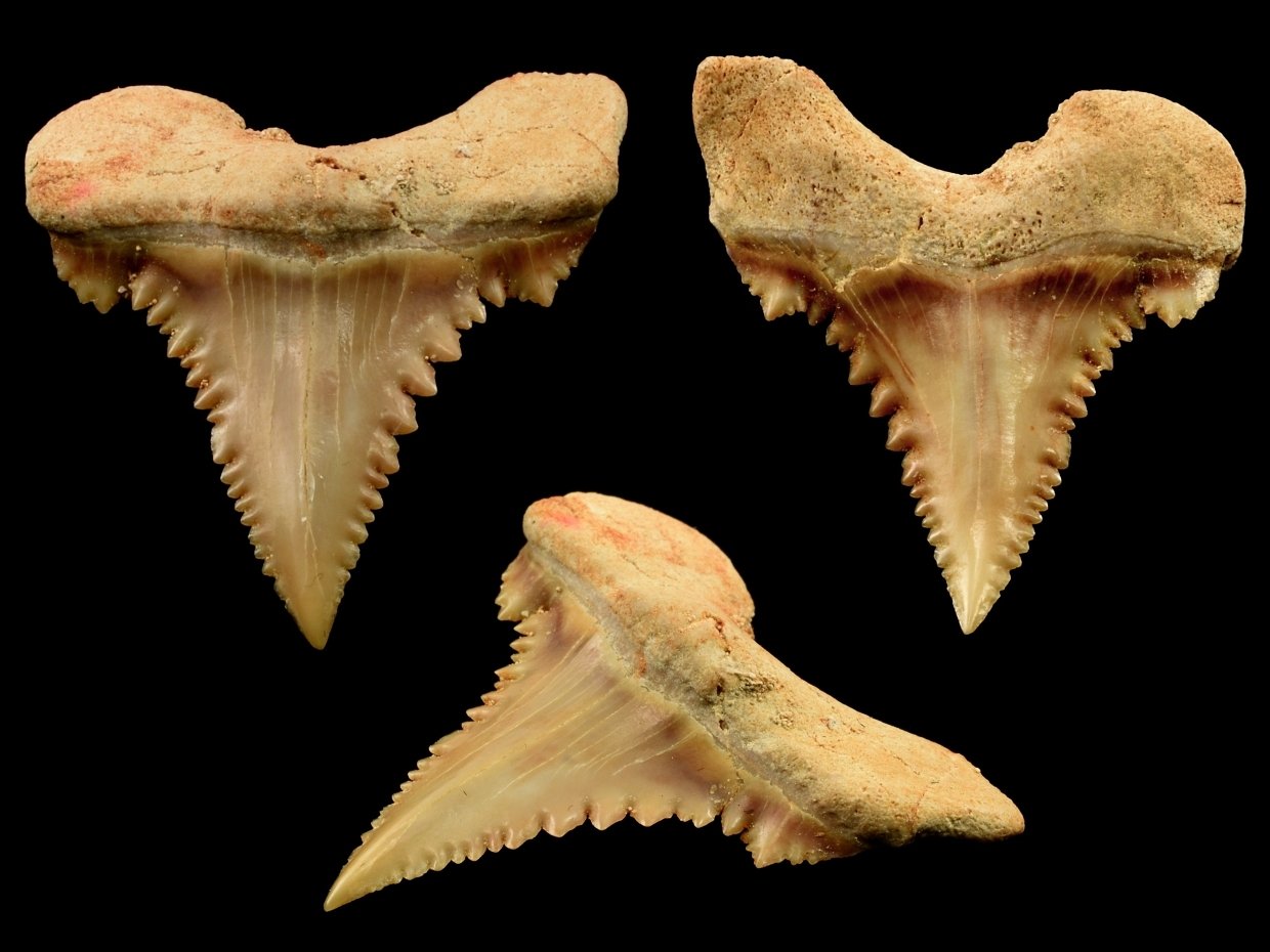 zraloci-zub-Palaeocarcharodon-orientalis-31x31mm (6)